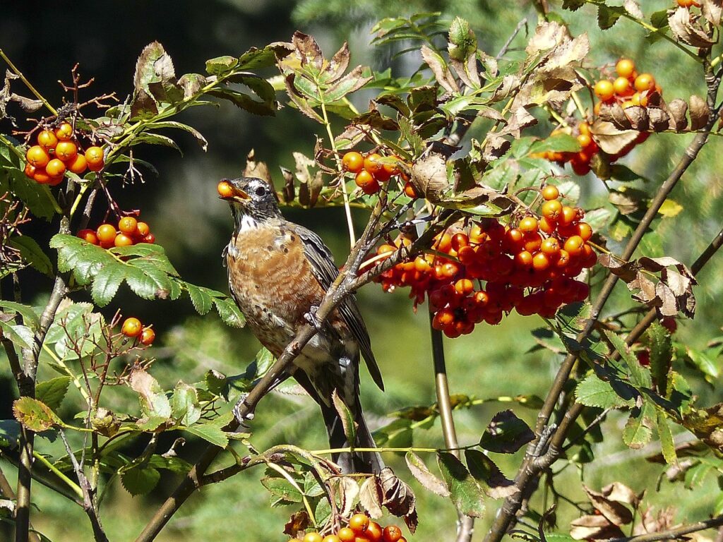 eating-184217_1280-1024x768 Observação de pássaros é destaque nas férias de janeiro, em Campos do Jordão!