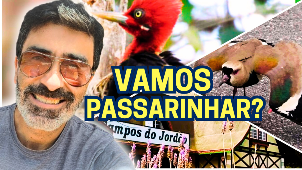 neste-sabado-3-1024x576 Observação de pássaros é destaque nas férias de janeiro, em Campos do Jordão!